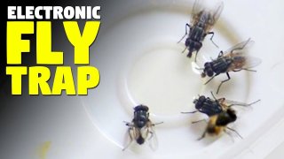 Máy bắt ruồi của Trung Quốc xịn như thế nào | Trung Notes