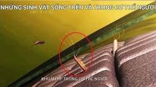 Những sinh vật sống trong cơ thể người | Trung Notes